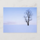 Search for locust tree Virginia
