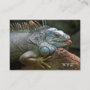 Search for gecko business cards Colourful