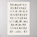 Search for naturalist posters Wildlife