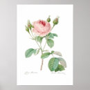 Search for rosa posters Flowers