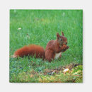 Search for squirrel photo magnets Rodents
