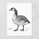 Search for canadian art postcards Goose