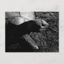 Search for tortoises postcards Animal