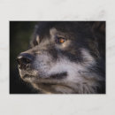 Search for wild wolves postcards Animals