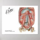 Search for abdominal posters Anatomy