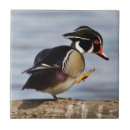 Search for log tiles Bird