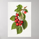 Search for cherry fruit posters Vintage