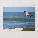 Search for bird feathers postcards Fly