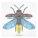 Search for firefly art Bug