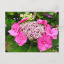 Search for hydrangea garden postcards Photography