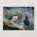 Search for puffin invitations Nature