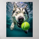 Search for siberian husky art Nature
