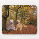 Search for retrievers mousepads Goldens