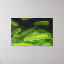 Search for bacterium posters Green