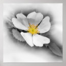 Search for black and white gradient posters Grey