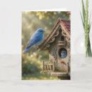 Search for backyard birds cards Bluebird