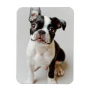 Search for dog portrait magnets Close up