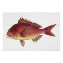 Search for red fish posters Watercolor