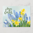 Search for yellow blossoms postcards Daffodil
