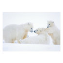 Search for coastal plain posters Fauna