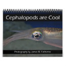 Search for cephalopod Cuttlefish