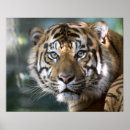 Search for sumatra posters Tiger