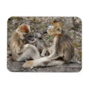 Search for maternity magnets Female