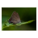 Search for butterfly posters Photography