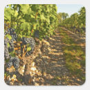 Search for cabernet stickers Vineyard