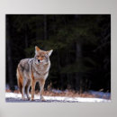 Search for coyote posters Animal