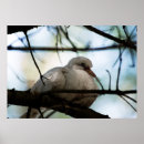 Search for white dove posters Nature