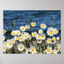 Search for in full bloom art Nature