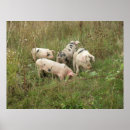 Search for spotty posters Animals