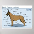 Search for working dogs posters Military