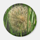 Search for puffs magnets Dandelion