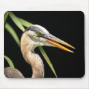 Search for preserve electronics Animal
