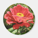 Search for zinnia magnets Red