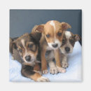Search for pup magnets Pets