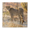 Search for looking tiles Wild