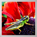 Search for grasshopper posters Bugs