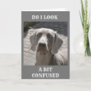 Search for weimaraner birthday cards Photography