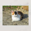 Search for orange black white postcards Cat