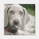 Search for tongue magnets Dog
