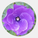 Search for purple hibiscus stickers Flower