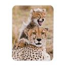 Search for cheetahs magnets Maasai mara national reserve