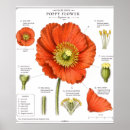 Search for friendly art Botanical