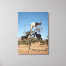 Search for goat canvas prints Funny