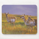 Search for montana mousepads Sunrise