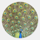 Search for beautiful peacock stickers Bird