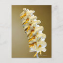 Search for vertebrae postcards Vertical
